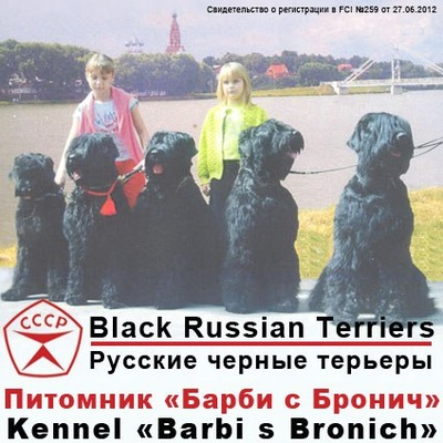 Заводчик русских черных терьеров миронова е, лучшие пельмени по версии контрольная закупка и модернистские течения начала 20 века Заводчик русских черных терьеров миронова е