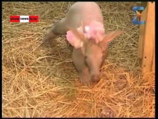 В зоопарке родилась уникальная