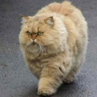 Анна Животовская