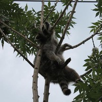 Тимур Туктамышев