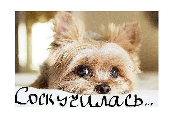 красивые картинки скучаю онлайн красивые картинки скучаю