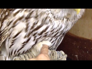 ふくろう(ロシア産ワイルドのウラルアウル)うーさん