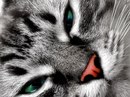 Агеева Аня
