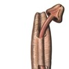 anthropomorphic_man