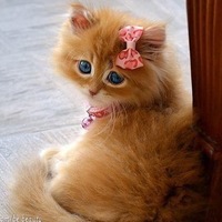 Виктория Тихова |