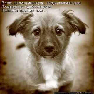 Грустный стих о животных Грустный стих о животных