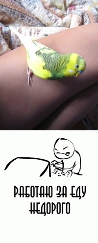 Ричик Кешкович