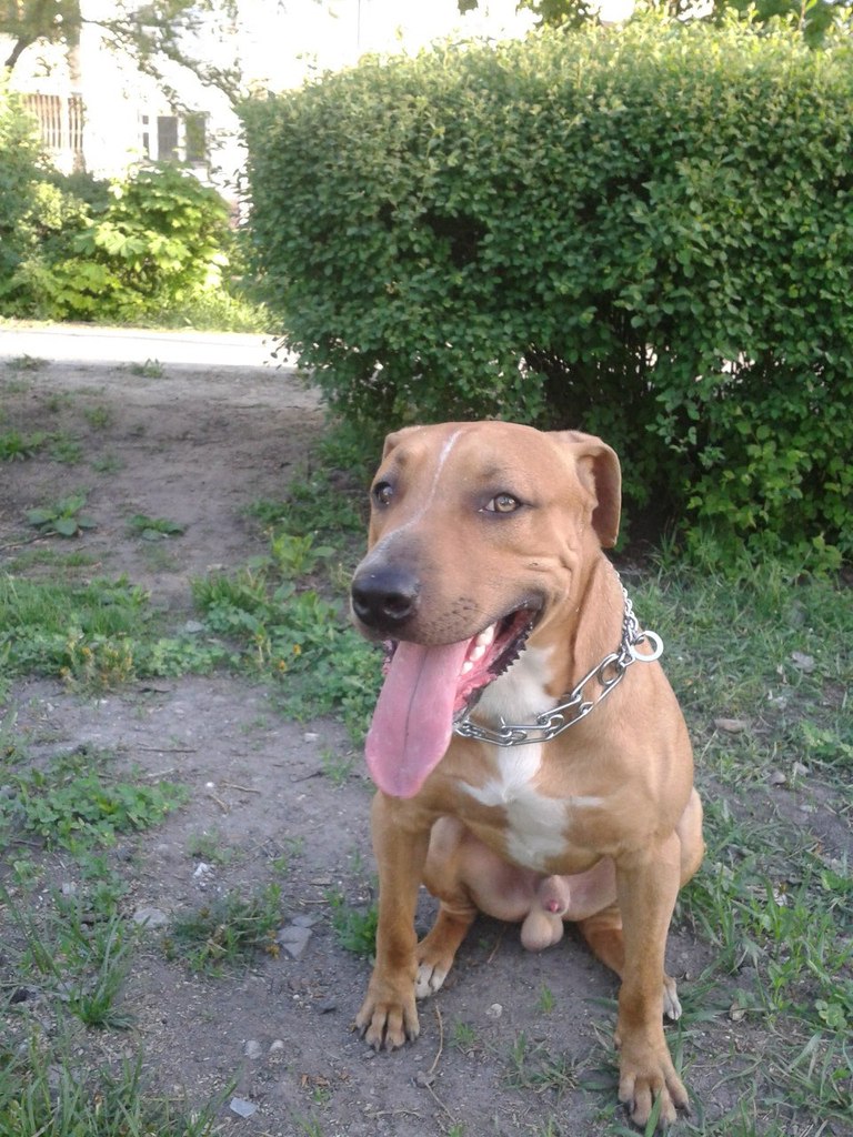 Photo of the dog