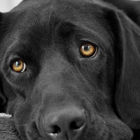 Михаил Набодрике