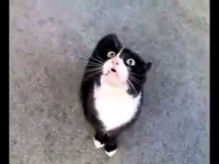 кошка объебошка видео