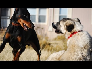 Doberman vs. Kangal