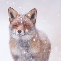 Катя Юлизей