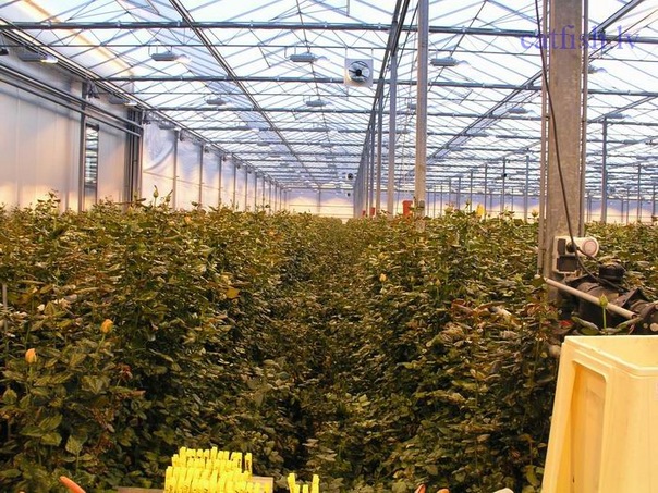 Розы сясьстрой новая голландия купить комнатные цветы купить интернет магазин