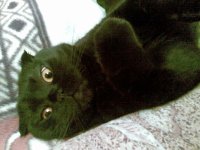 Кот геннадий петрович