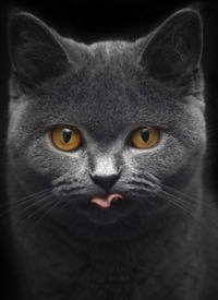 Анечка Анютик