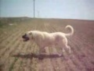 Kurdish KANGAL vs.American Pitbull Terrier Dog Fight 2008