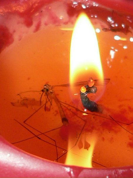 Александр Царегородцев