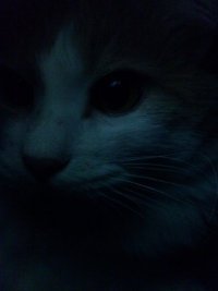 Мотя Motya