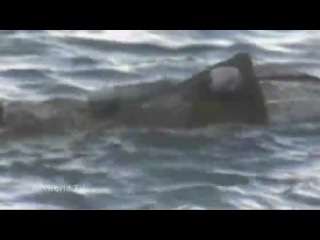 Das blutige Geheimnis von Taiji/Japan
