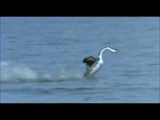 Видео, которое заставит вас улыбнуться