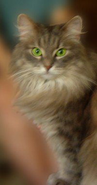 Каролина Кошка
