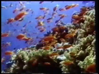 ОБМАН ЭВОЛЮЦИИ (документальный фильм)_(360p) (теги для поиска: порно, porno, sex, секс, эротика)