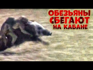 интересные видео у меня на странице. vk.com/d_r_a_k_e вдв суицид смешное call of duty stalker юмор веселое ржачное приколы майдан беркут cs 1.6 шмаль трава миша маваши ак47 чемодан прикол ахаха ржач гониво лох лол прикол 2009 2010 2011 2012 2013 2014 2015 Железный человек олимпиада сочи евромайдан драки футбол хуй фильмы онлайн мдк жесть steam ультрас передоз спайс камеди клаб comedy club наша раша зайцев +1 интерны шерлок sherlock acab аллах терракт аварий дтп пожар призраки астрал тесак школьник
