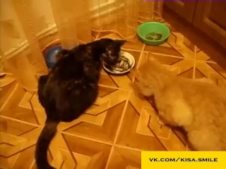 рыжий кот слушать онлайн рыжий кот слушать онлайн
