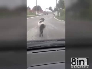 Овца идёт по улице и виляет задом под