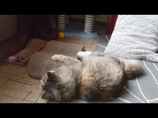 Busko