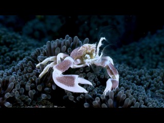 Подводный учебник по пикселям / The Underwater Pixelguide (2012)