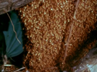 Муравьи убийцы / It Happened at Lakewood Manor (1977) (ужасы, триллер, драма)
