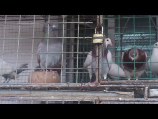 Голуби. г. Урумчи, Китай. Pigeons. Urumqi. China