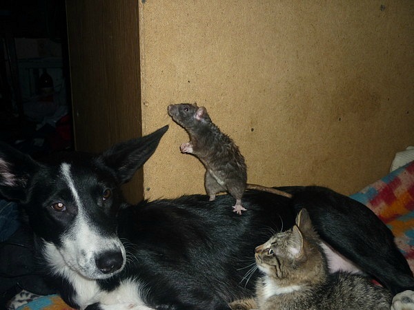 Поговорим о кошках43