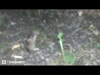 От картошки фри из Макдональдс мышь сошла сума