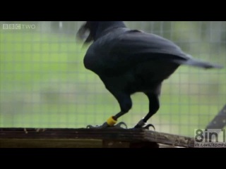 Умный ворон решает трудную 8-шаговую головоломку, Алекс Тейлор / Clever crow can solve difficult 8-step puzzle / Are crows the ultimate problem solvers? - Inside the Animal Mind: Episode 2 - BBC Two