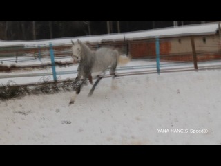 4.ПЕРМСКИЙ ИППОДРОМ.Вот за что я люблю рысаков.(Club Cant Handle Me)(Yana Hancis - Speed©)