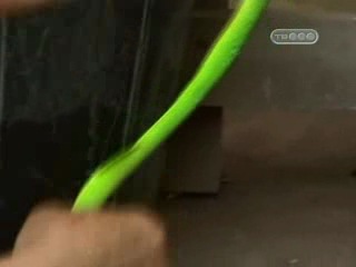 Как делается водка со змеей и скорпионом)