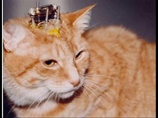 Что такое калийугa? Может быть хоть какое-то сострадание появиться. ВНИМАНИЕ! Видео содержит сцены крайней жестокости и насилия над животными. Просмотр НЕ РЕКОМЕНДУЕТСЯ: детям, людям со слабой психикой и особо впечатлительным лицам!