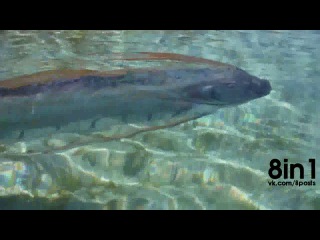 Очень редкая рыба Сельдяной король в Калифорнии, США / Are these oarfish in Mexico predicting an earthquake? Tourists film TWO live oarfish trying to beach themselves
