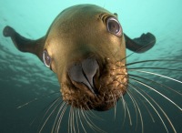 Антон Подшиваловы  и Машенька