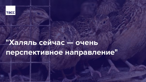 Энтузиазм — главный двигатель его торговли. Бывший водитель автобуса разводит в Чечне перепелов и пытается продвинуть свой бизнес через социальные сети. (фермер даже окончил школу блогеров). Рассказываем, что из этого вышло: