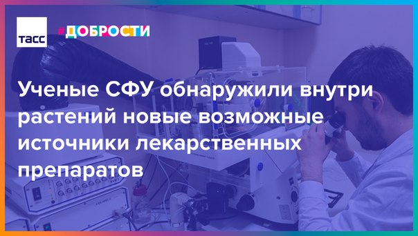 Ученые из СФУ первыми начали исследовать сибирские растения. И выяснили, что они, возможно, могут помочь в лечении тяжелых заболеваний: