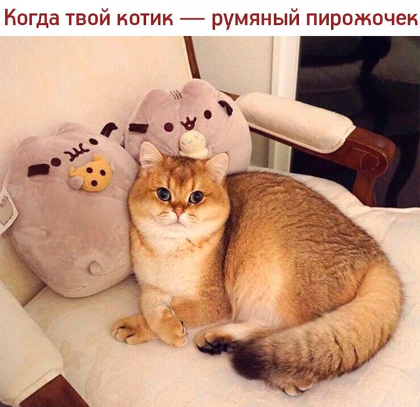#юмор@bon