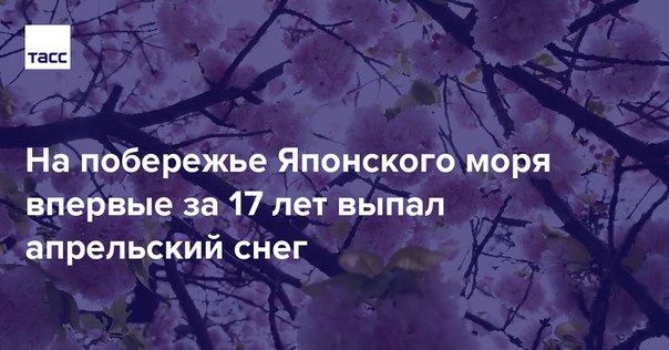 На побережье Японского моря впервые за 17 лет выпал апрельский снег. Неожиданные осадки совпали с сезоном цветения сакуры — местные жители смогли полюбоваться нежными розовыми цветами, припорошенными снегом: