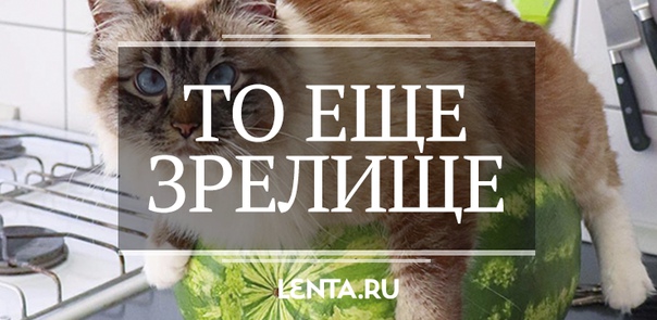 Редакторы Instagram отобрали самые сочные летние фоточки к важному событию — социальная сеть преодолела отметку в миллиард активных пользователей за месяц