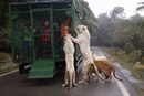 Правильный зоопарк открылся в Китае
