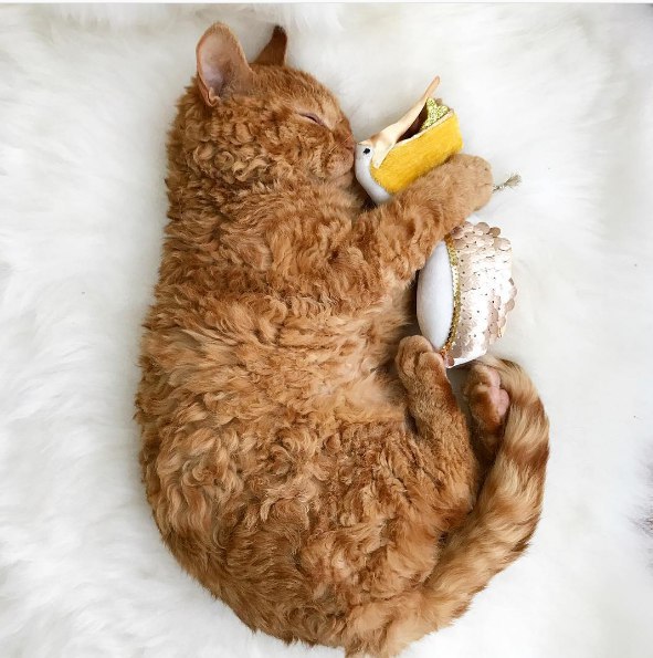 Кот, который немного барашек