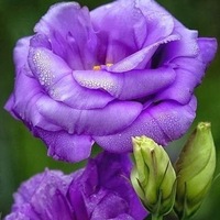 Фаягуль Габдрахимова