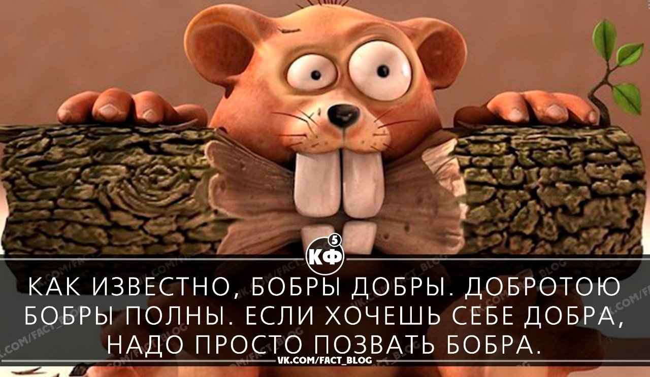 Всем бобра картинки прикольные